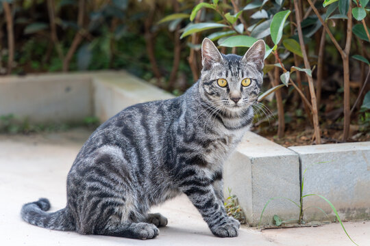 户外的狸花猫