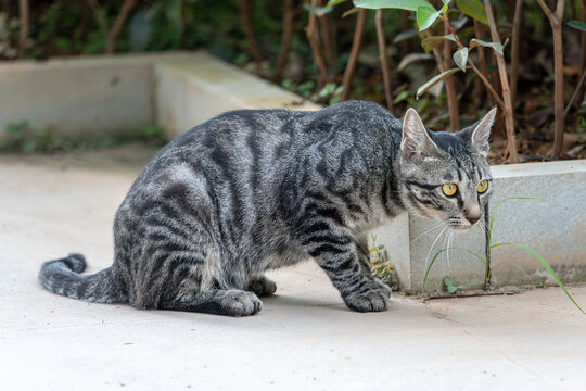 户外的狸花猫