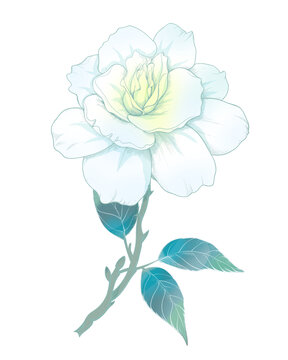 梔子