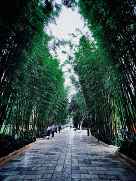 昆明翠湖公园竹林