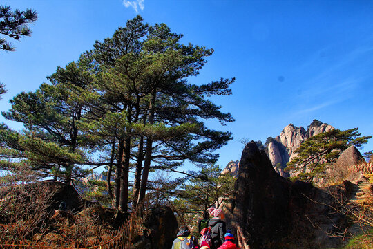 黄山松爬黄山