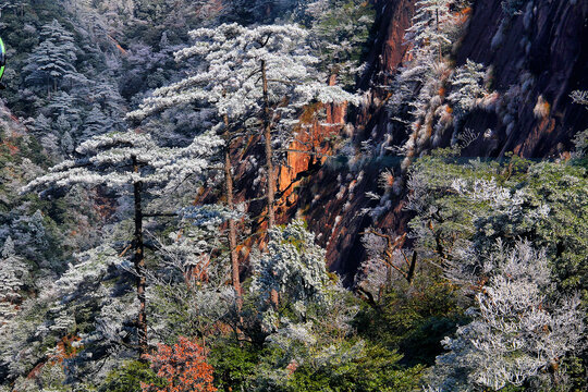 黄山雪淞