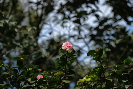 茶花树