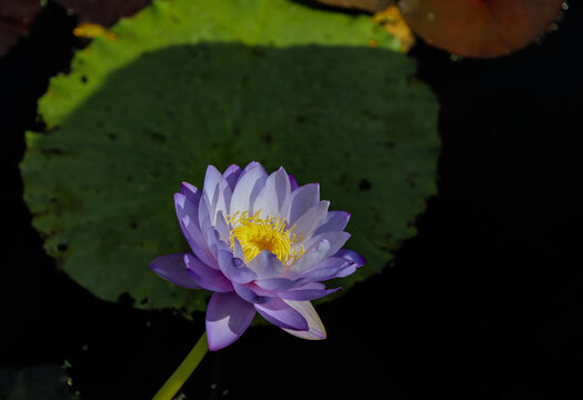 水莲花