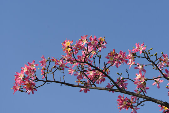 樱花木棉