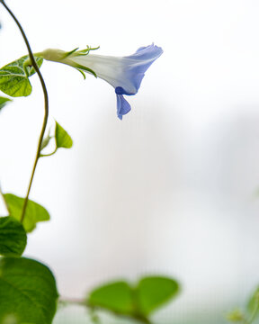 牵牛花枝滕花卉