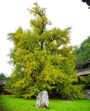 银杏树