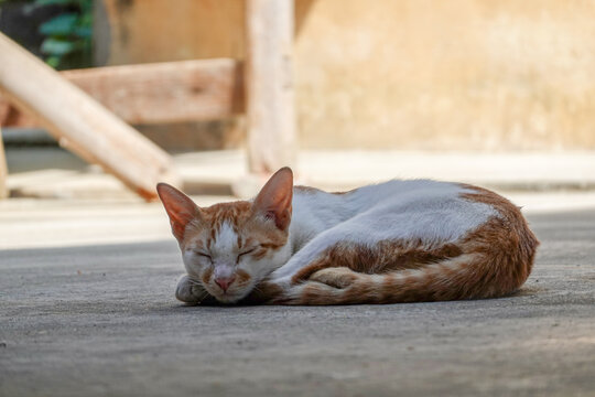 睡觉的小猫