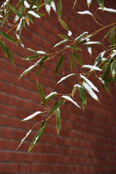 雪竹叶