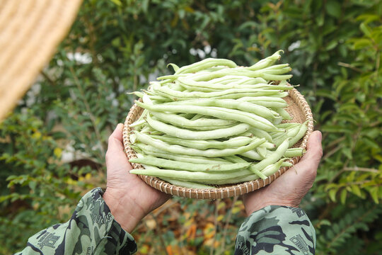 新鲜采摘的白芸豆角