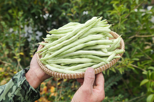 新鲜采摘的白芸豆角