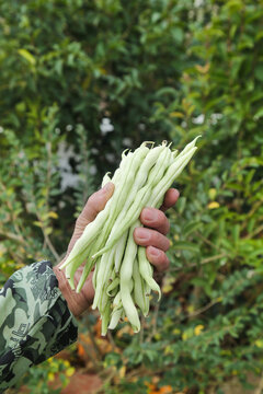 新鲜采摘的白芸豆角