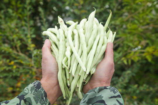 新鲜采摘的白芸豆角