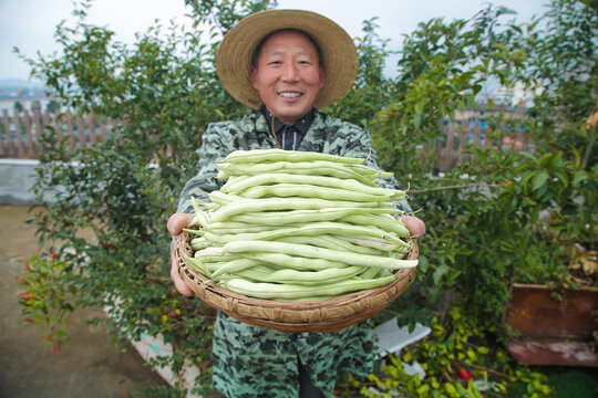 新鲜采摘的白芸豆角