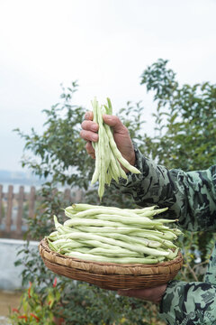 新鲜采摘的白芸豆角