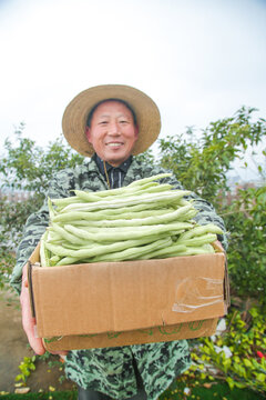 新鲜采摘的白芸豆角