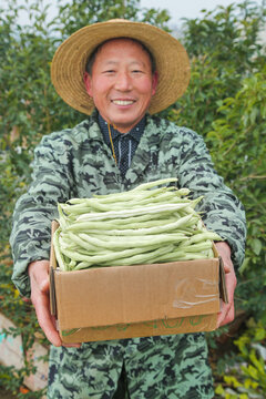 新鲜采摘的白芸豆角