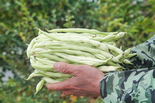 新鲜采摘的白芸豆角