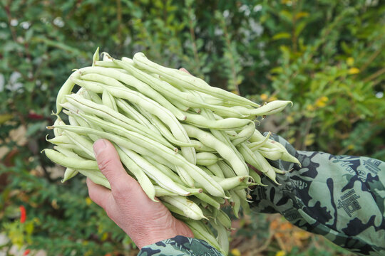 新鲜采摘的白芸豆角