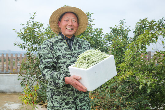 新鲜采摘的白芸豆角