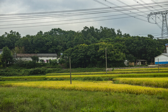 水稻田