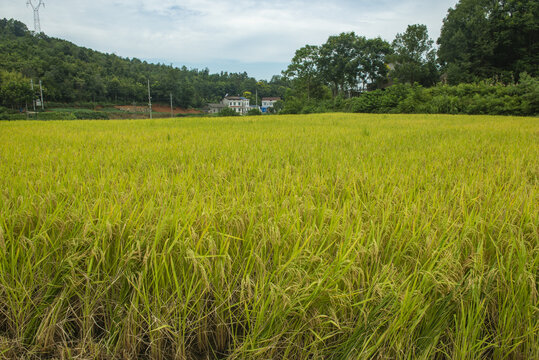 水稻田