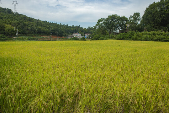 水稻田