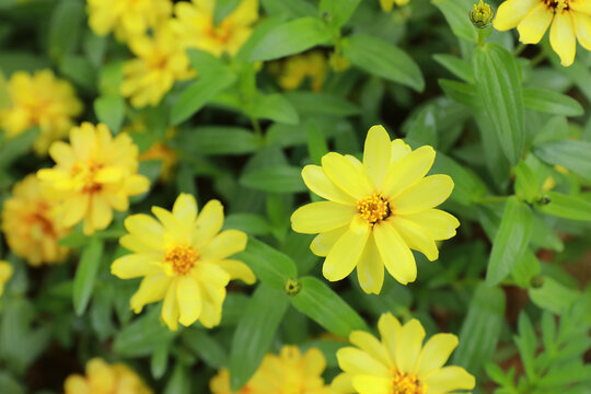 小百日菊