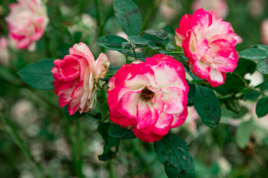 薔薇花開