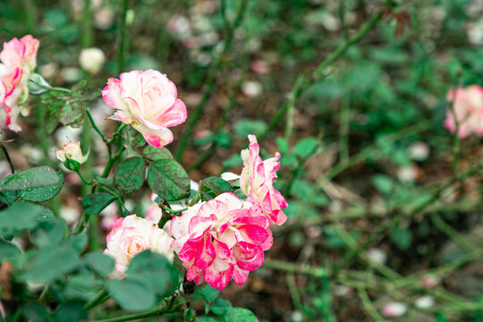 薔薇