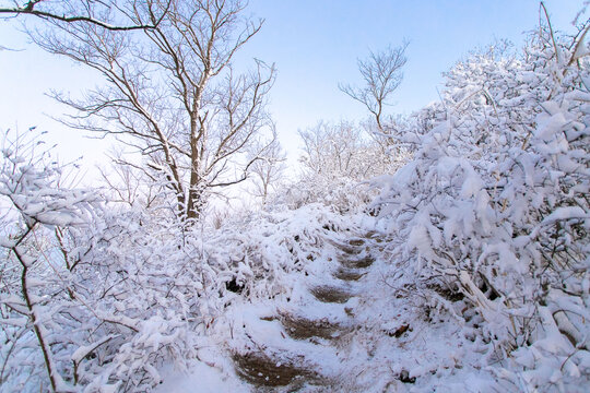 冬日雪景