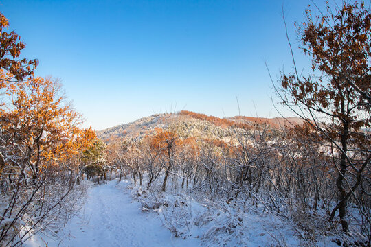 冬日雪景