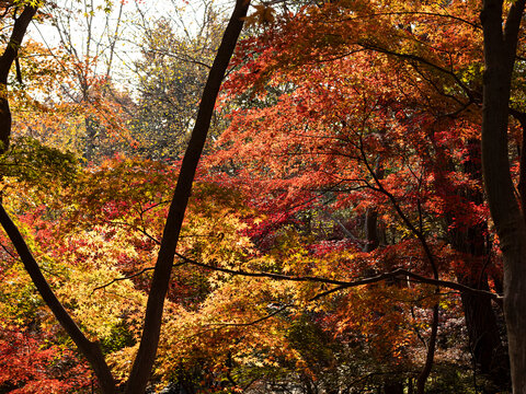 秋天森林里色彩斑斓的枫叶