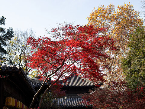 中式亭子和秋天红色的枫叶