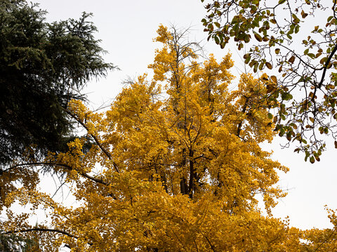 秋天里金黄色的银杏树