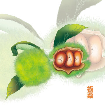 手繪新鮮板栗