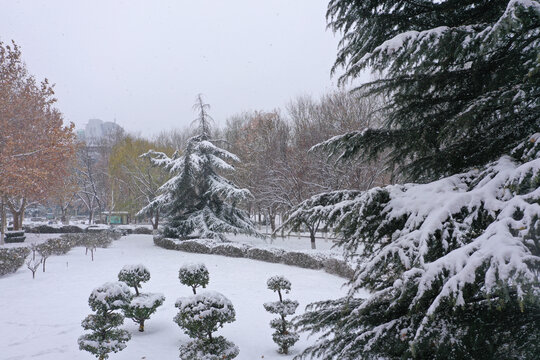 树林雪景