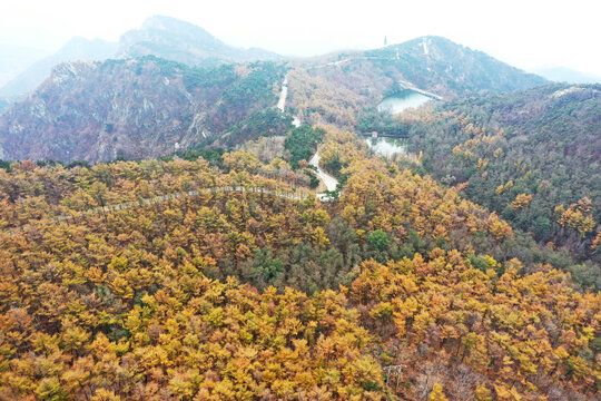 山东临沂龟蒙山落叶松