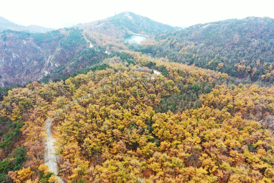 山东临沂龟蒙山落叶松