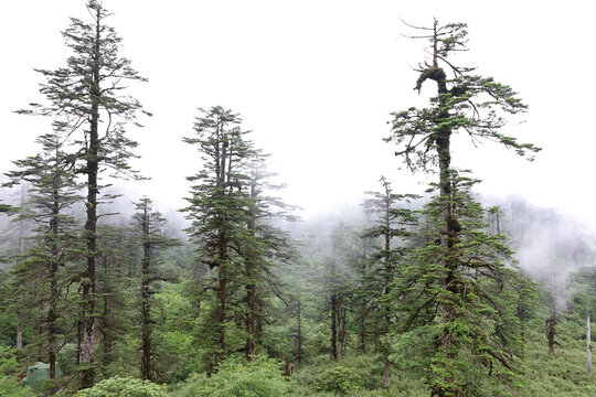 高山森林迷雾