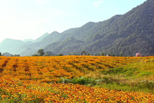 高山藥材種植基地