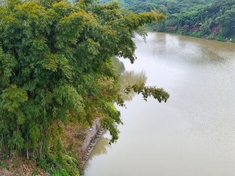 河流翠竹