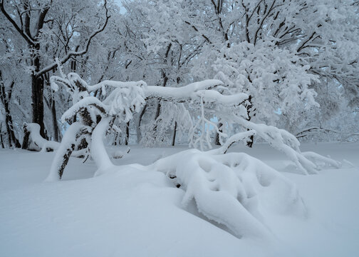 坝上雪景