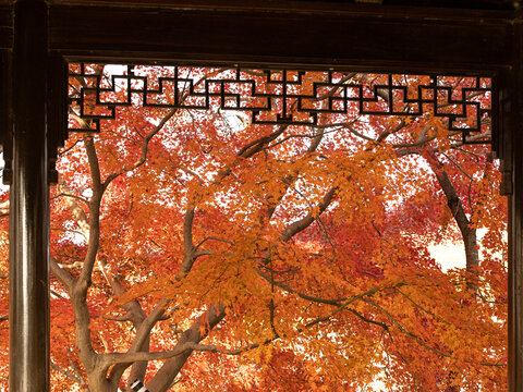 中式亭子和窗外的红色枫叶
