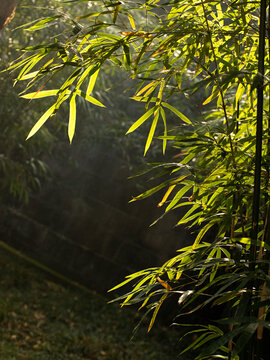 早晨晨曦中的竹子竹叶