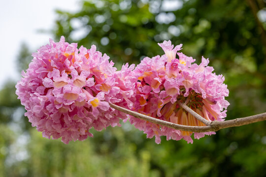 紫花风铃木