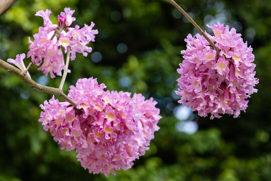 紫花风铃木