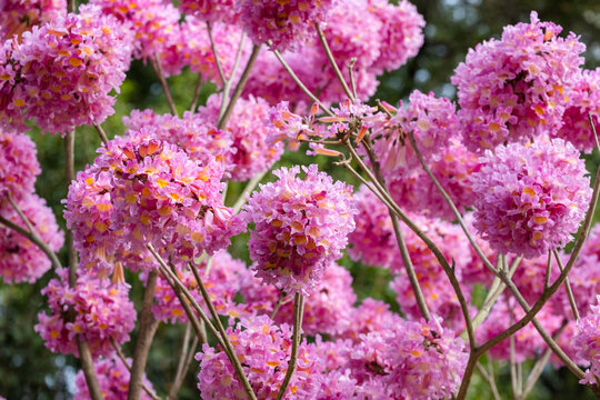 紫花风铃木