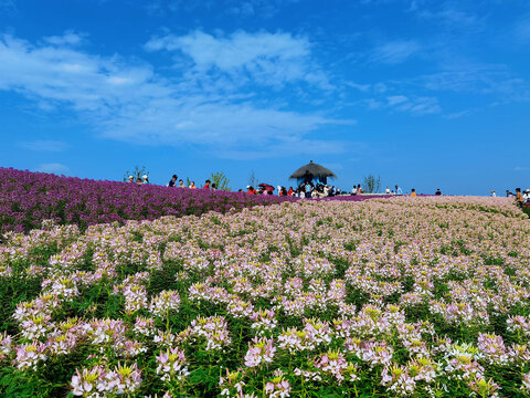 径山花海醉蝶花