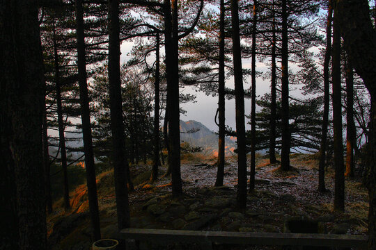 黄山松黄山远眺